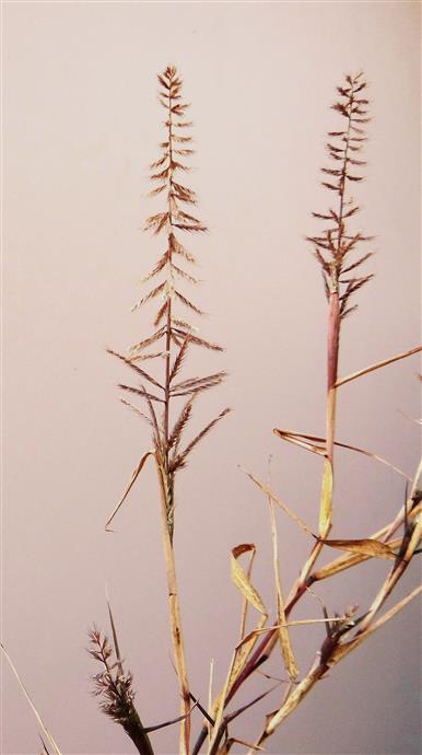 Dinebra retroflexa